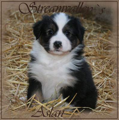 Aslan-5-wochen-1