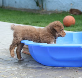 Baden6
