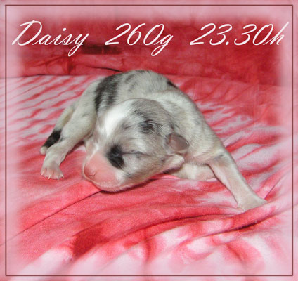 Daisy-1-Tag-alt-