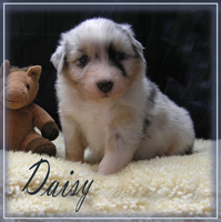 Daisy-4-Wochen-alt-2