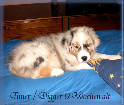 Digger-9-Wochen-alt