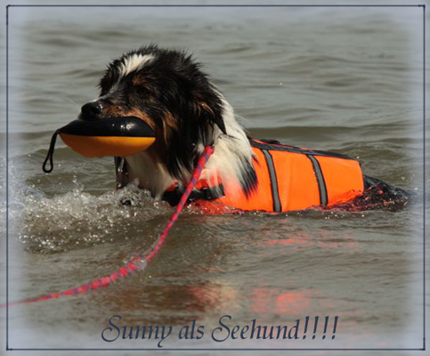 Domino-als-Seehund