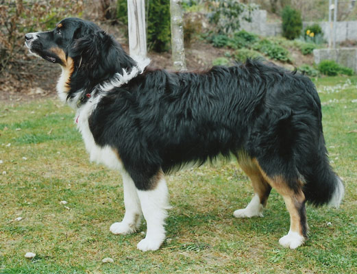 Ginny-stehend