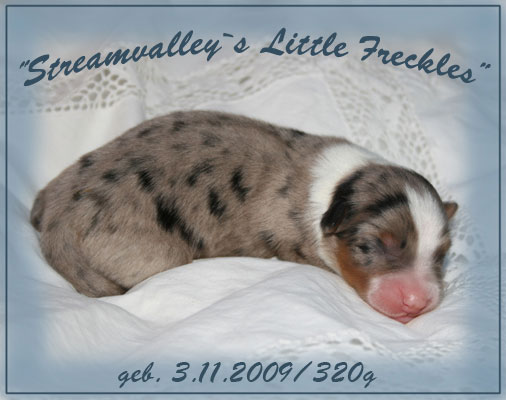 Little-Freckles-klein-2