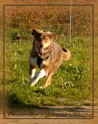 Sharpay-mit-Patenonkel-Siessel(Aussie)