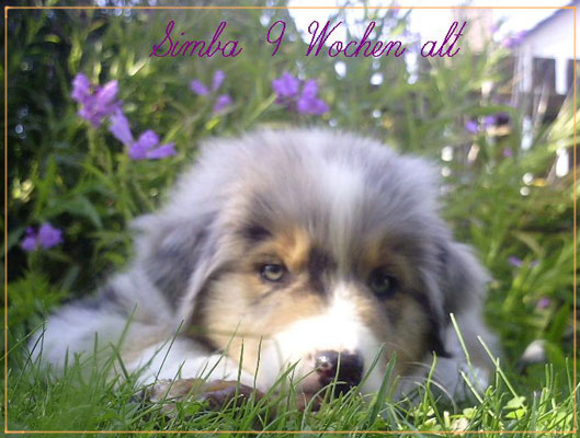 Simba-9-Wochen-alt