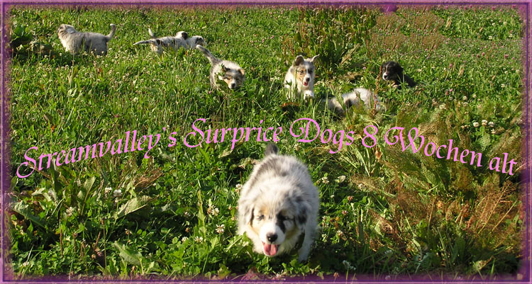 Surprice-Dogs-8-Wochen-alt