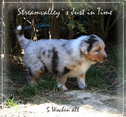 Timer-5-Wochen-16