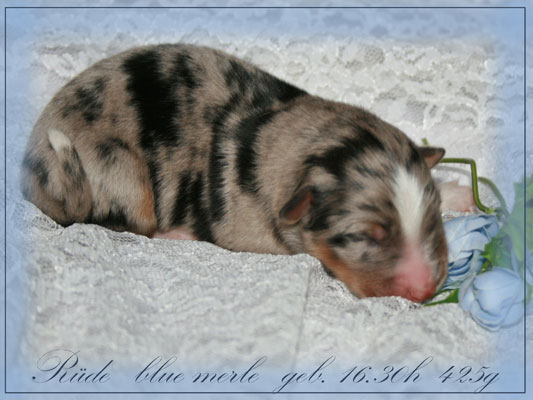 Welpe-1-blue-merle-2