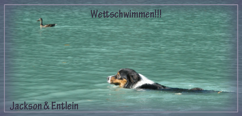 Wettschwimmen