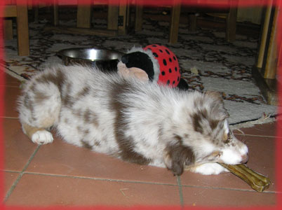 coco-017